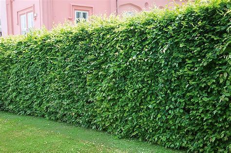 European Hornbeam (Carpinus betulus) Hedges | InstantHedge