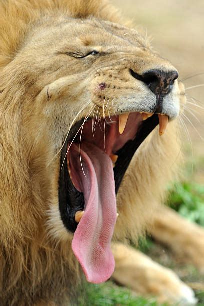 Lion Yawning Stock Photos, Pictures & Royalty-Free Images - iStock