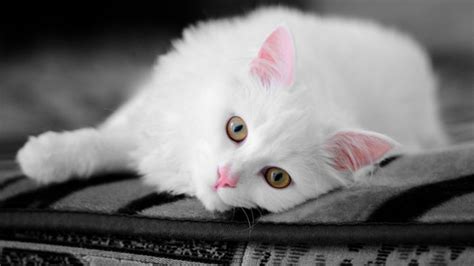 🔥 [73+] White Cat Wallpapers | WallpaperSafari