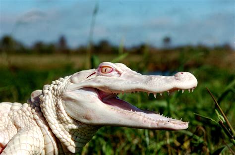 Albino American alligator – Albi - Ferme aux crocodiles