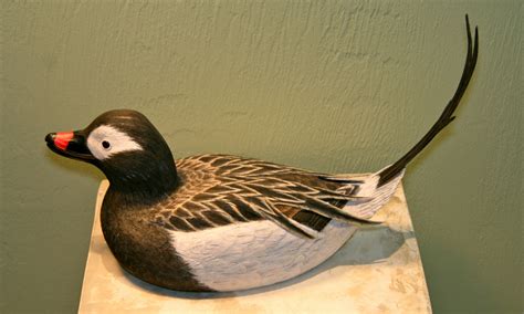 Duck Season: LONG-TAILED DUCK in breeding plumage