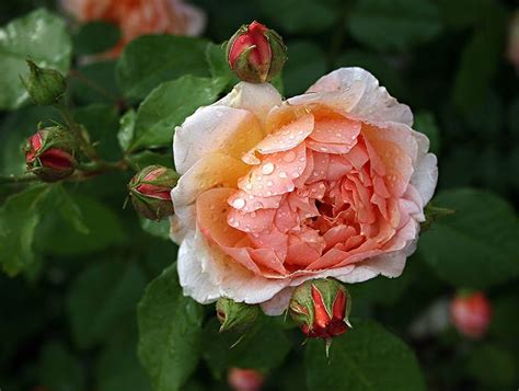 Coral Roses - Tumblr Gallery