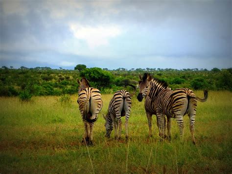 HD wallpaper: africa, south africa, zebras, wild, wildlife, animal ...