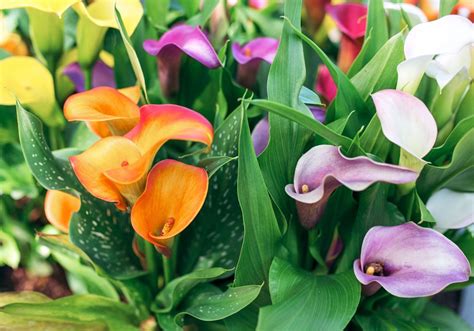 The Hidden Significance of Calla Lilies: An Insight into Symbolism and Meaning