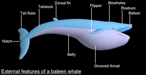 Blue Whale Brain Size