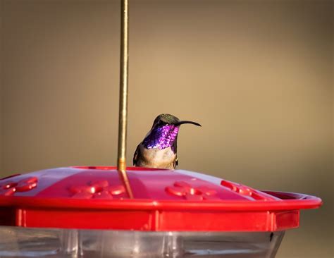 eBird Checklist - 12 Apr 2023 - 61 Cougar Pass, Tubac, Arizona, US (31. ...