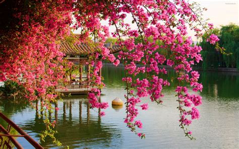 Pink Spring Flowers In The Park Chinese Kunming China Hd Wallpaper : Wallpapers13.com