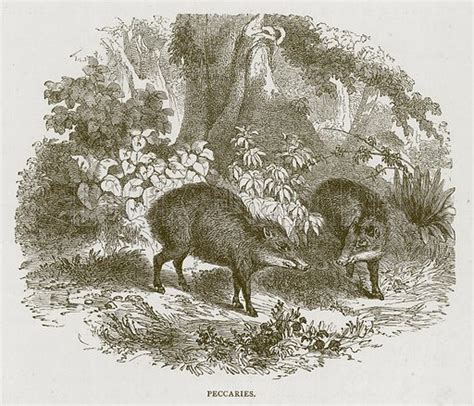 Peccaries stock image | Look and Learn