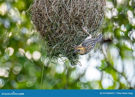 Nature Wildlife Image of Baya Weaver Inside Bird Nest Stock Image ...