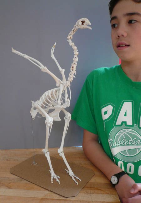 Chickensaurus Skeleton - GeekDad