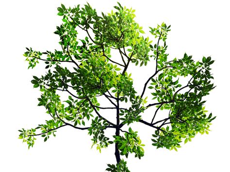 Green Leaves Tree Branch PNG Stock Image (Isolated-Objects) | Textures ...