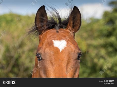 Horse Heart Marking Image & Photo (Free Trial) | Bigstock