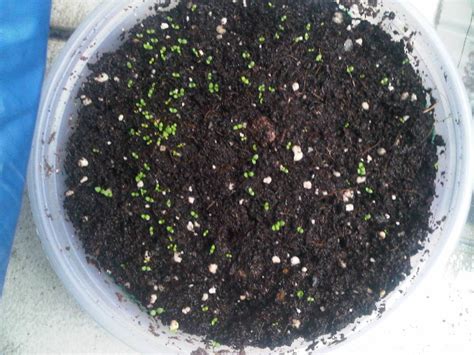 Dhara...The Earth...An Indian gardening blog: Sowing Petunia seeds