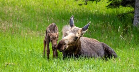 Baby Moose: 8 Facts and 8 Pictures