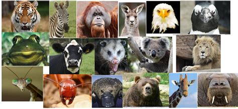 Feasible computer vision techniques for detecting and classifying animal faces - Stack Overflow