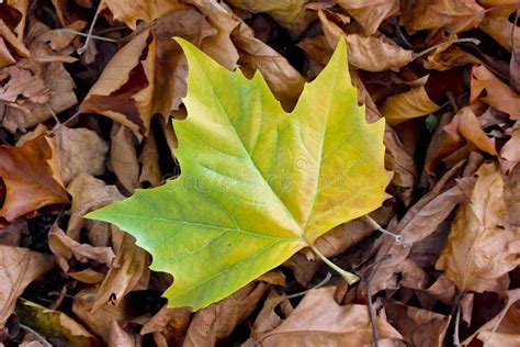 Droge Bladeren Van Een Engelse Eiken, Gemeenschappelijke Eik, Quercus Robur, Quercus ...