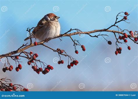 Feeding of birds stock photo. Image of white, earth, black - 38887044