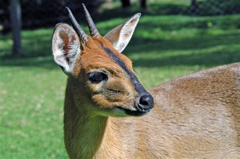 El ojo del buitre: Duikers (Cephalophinae)