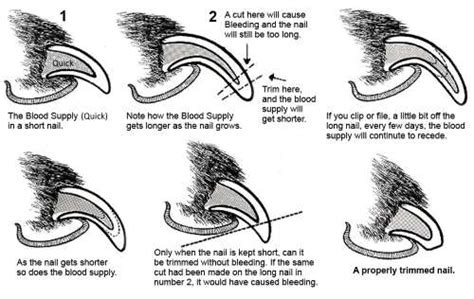 Trimming Dog Nails: How Best To Cut Your Cocker Spaniel's Claws