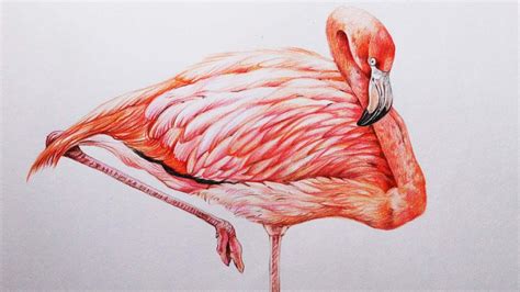 Aggregate more than 77 realistic flamingo drawing - xkldase.edu.vn