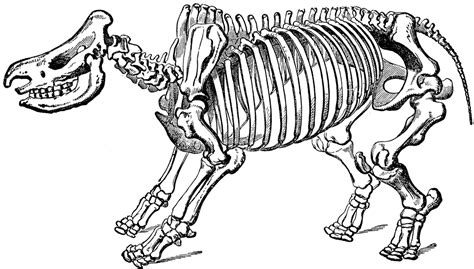 Rhinoceros Skeleton | ClipArt ETC