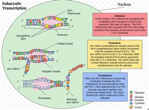 Protein Synthesis Transcription