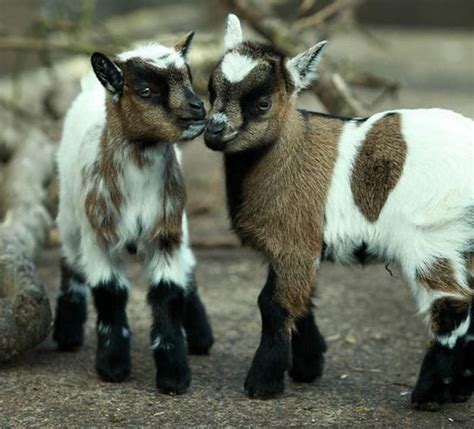 The 34 Cutest Baby Pygmy Goats On The Internet! | Goats, Baby goats pygmy, Pygmy goat