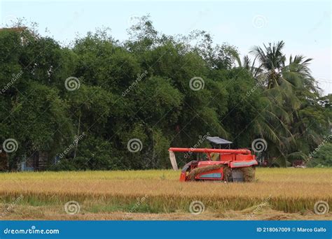 A Harvester Harvests Rice during the First Rice Harvest of 2021 in Hoi an, Vietnam Editorial ...