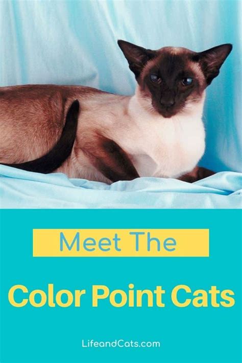 Everything You Want to Know About Pointed Cat Colors - Life & Cats