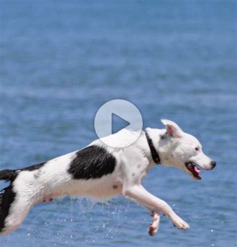 Dog Beach | Ocean Beach CA