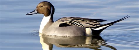 Texas Point National Wildlife Refuge - Explore Lone Star Coastal