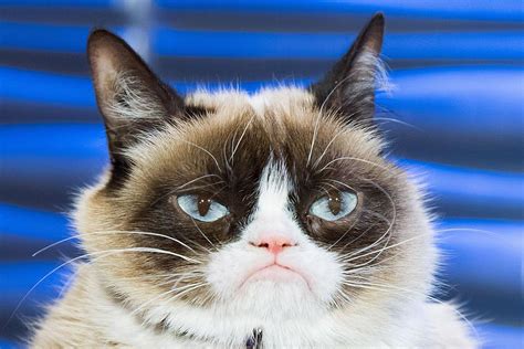 Google des Tages: Grumpy Cat - die mürrische Katze ist tot