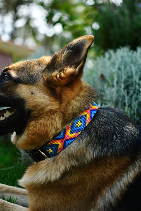 Beaded Dog Collars – Mother Sierra