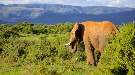 Visit Addo Elephant National Park in Eastern Cape | Expedia