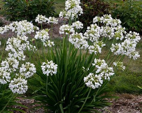 Agapanthus Galaxy White | Bluestone Perennials