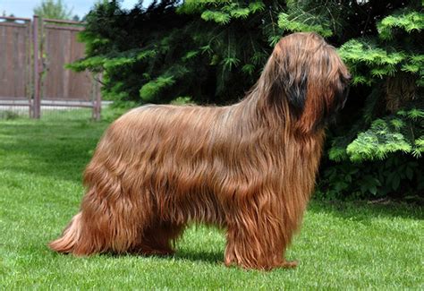 Briard - Temperament, Lifespan, Shedding, Puppy