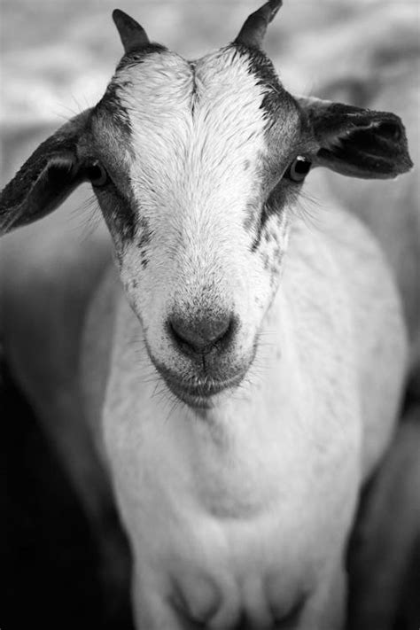 Close-up of Goat · Free Stock Photo