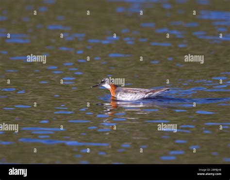 Red necked phalarope female breeding plumage Stock Photo - Alamy