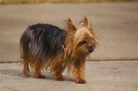 Everything You Need to Know About the Teacup Yorkie - Animalso