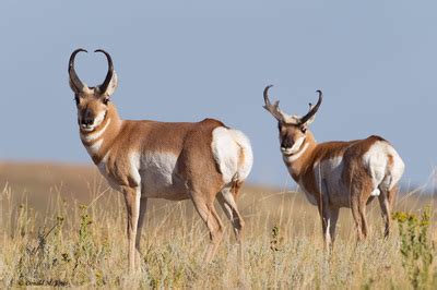 Animals - The Chihuahuan desert