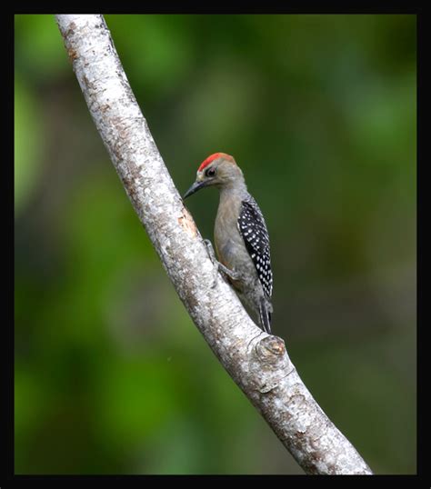 Red-crowned Woodpecker photo - Robert Scanlon photos at pbase.com