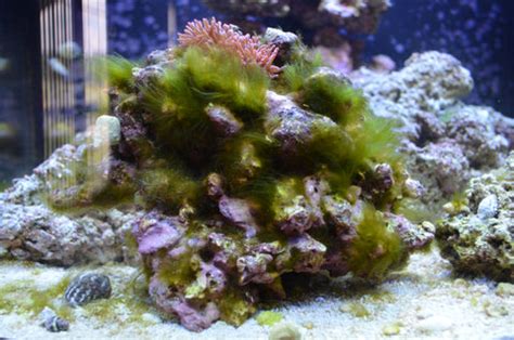 Brown Hair Algae Reef Tank