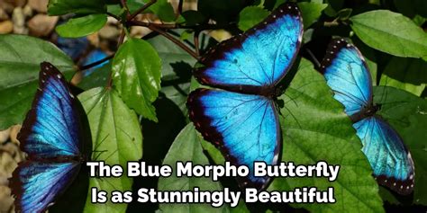 Blue Morpho Spiritual Meaning, Symbolism and Totem (2024)