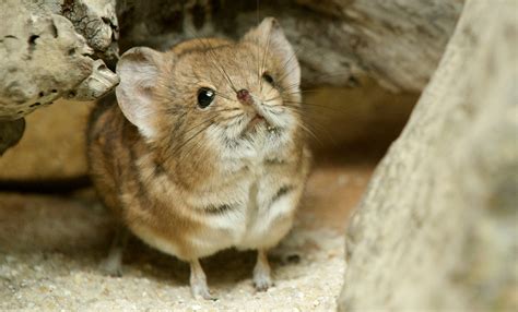 Short-eared elephant shrew | Smithsonian's National Zoo and ...