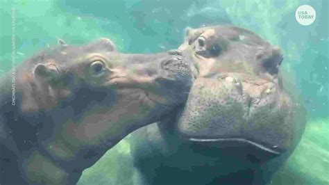 Fiona the hippo shares underwater kiss with mom at the Cincinnati Zoo