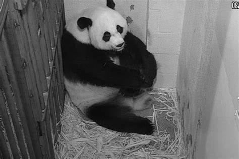 Giant panda gives birth at National Zoo in Washington, D.C. - UPI.com