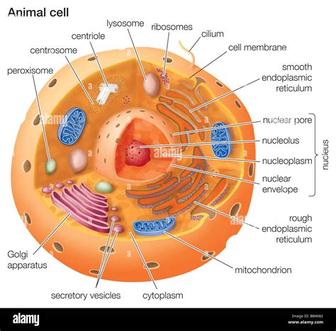 Animal cell drawing hi-res stock photography and images - Alamy