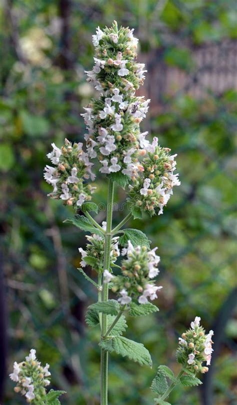 Flowering Melissa (Melissa Officinalis) Flowers Stock Photo - Image of flavor, food: 273168778