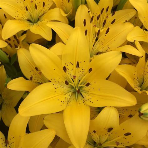 Lilium 'Matrix Golden®' Asiatic Lily | Garden Center Marketing