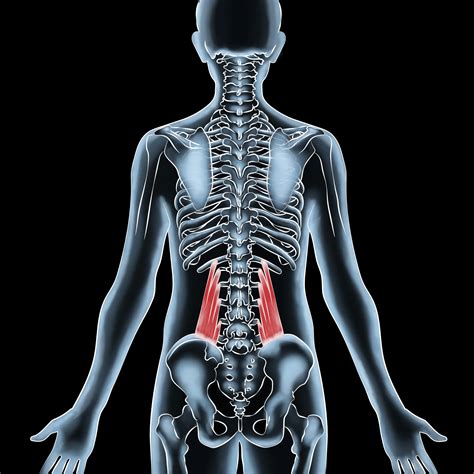 Quadratus Lumborum Stretching Learn Muscles